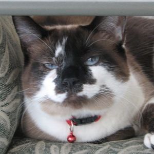 Meet your Posher, Cheryl